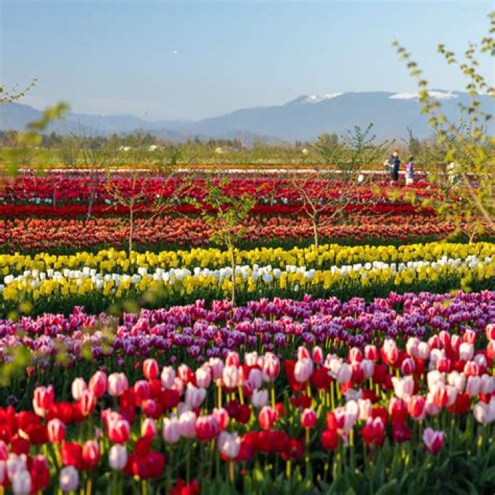 Unveiling The Enchanting World Of Tulip Valley Farms Washington Ethan