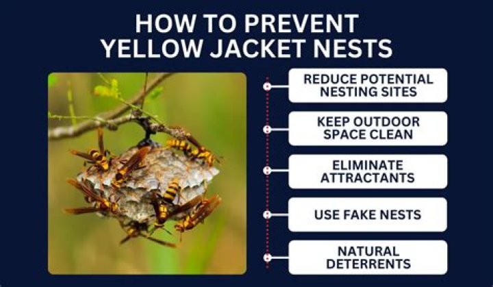Unveiling The Secrets Of Yellow Jacket Nesting: A Comprehensive Guide